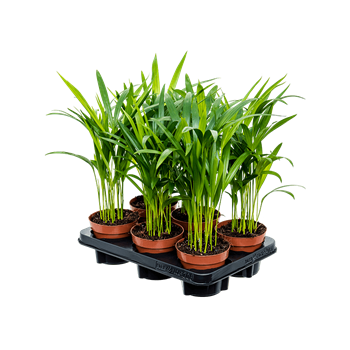 Palma Dypsis (Areca) lutescens 6/tray 4CHLUBP12