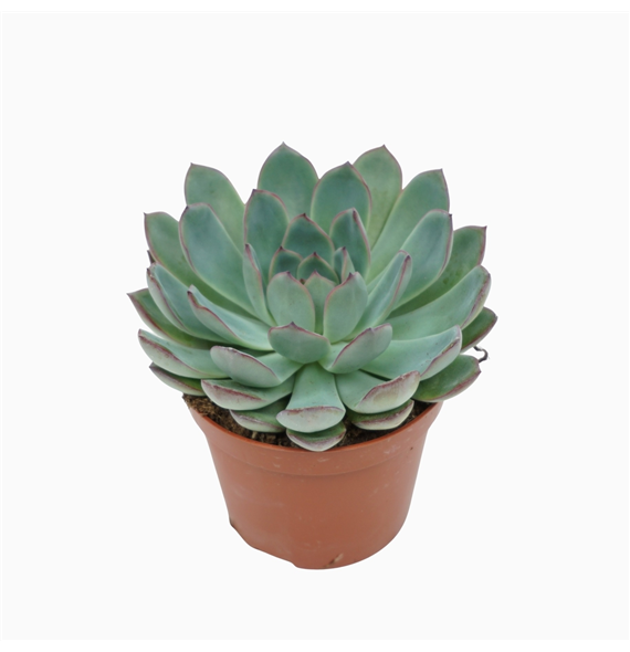 Echeveria 'Apus' F00001848