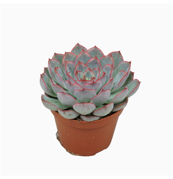 Echeveria 'Hercules' F00001851