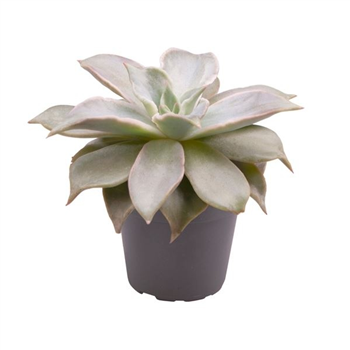 Echeveria 'Madiba' F00004990