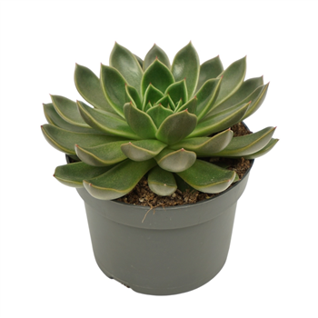 Echeveria 'Mira' F00001357