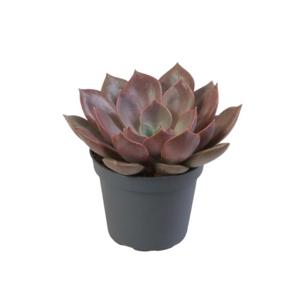 Echeveria 'Nina' F00002094