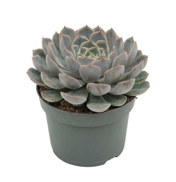 Echeveria 'Orion' F00001358