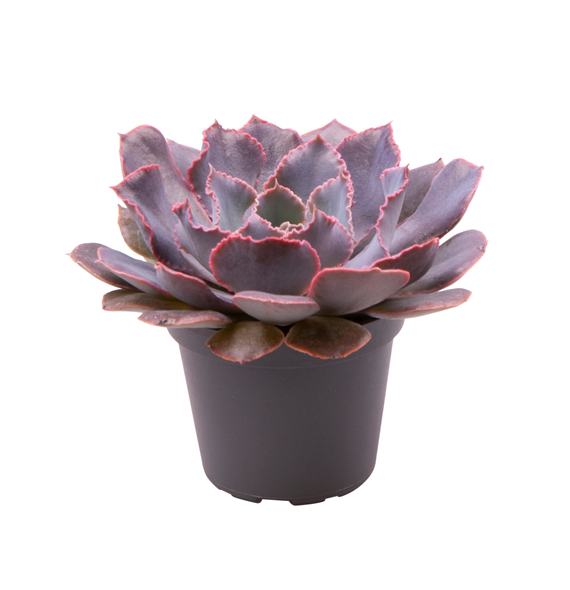 Echeveria Shaviana Pink F00001026