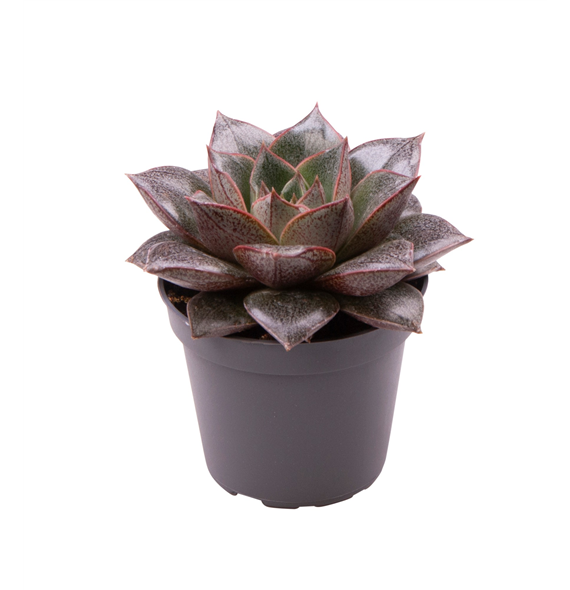 Echeveria Purpusorum F00001027