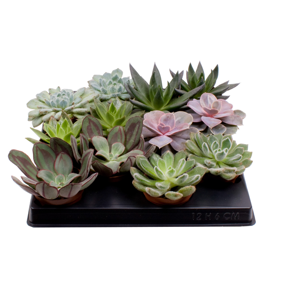 Echeveria mix F00001010