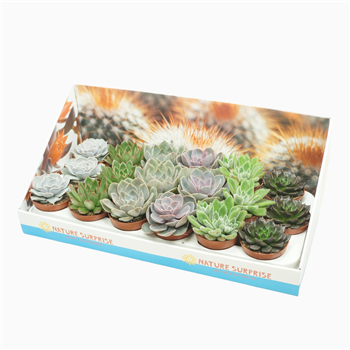 Echeveria mix F00001383