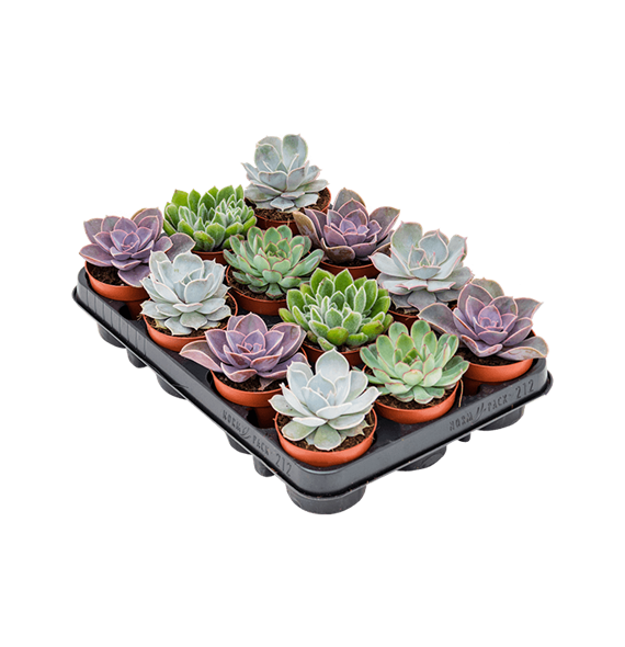 Echeveria mix 12/tray 4ECMIKK08
