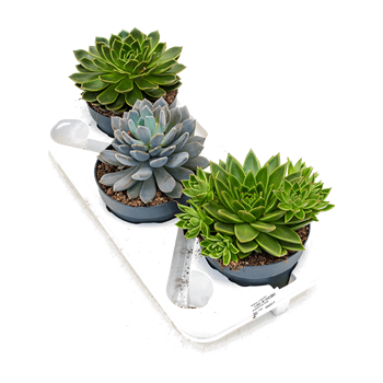 Echeveria mix 3/tray 4ECMIKK11