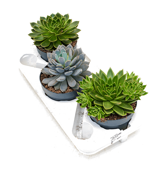 Echeveria mix 3/tray 4ECMIKK11