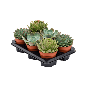 Echeveria mix 6/tray 4ECMIKK12