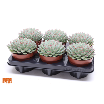 Echeveria pulidonis F00004140