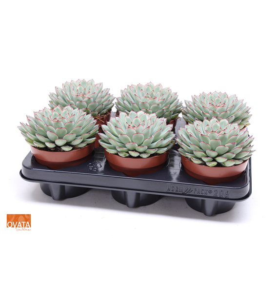 Echeveria pulidonis F00004140