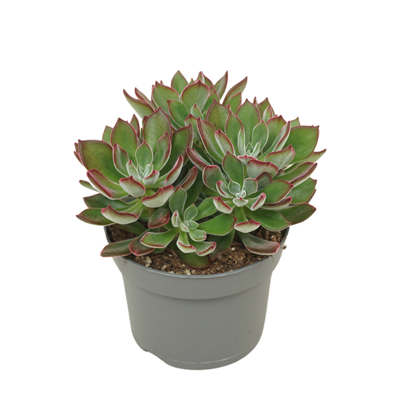 Echeveria pulvinata Devotion F00002921