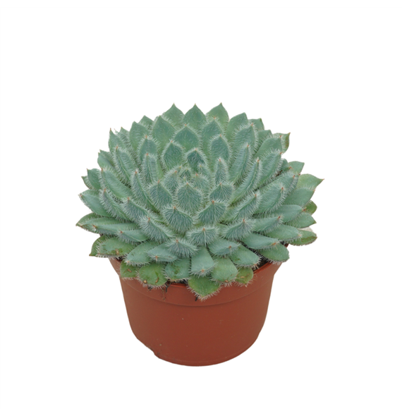 Echeveria setosa F00001334