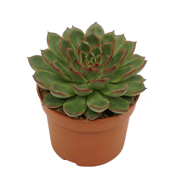 Echeveria skat F00001336