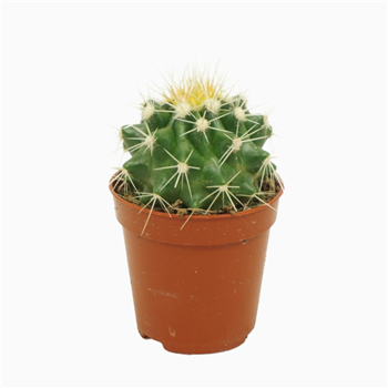 Echinocactus grusonii F00001446