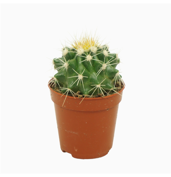 Echinocactus grusonii F00001446