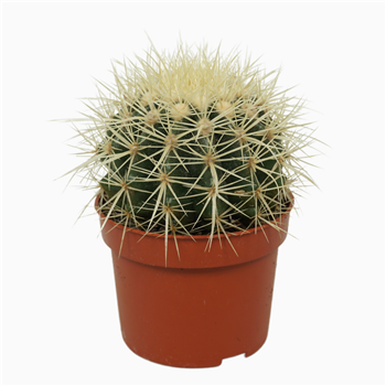 Echinocactus grusonii F00001581
