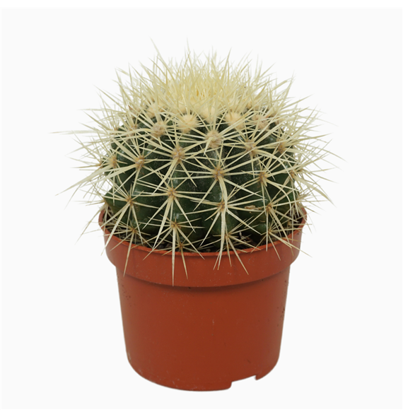 Echinocactus grusonii F00001581