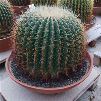 Echinocactus grusonii F00002698
