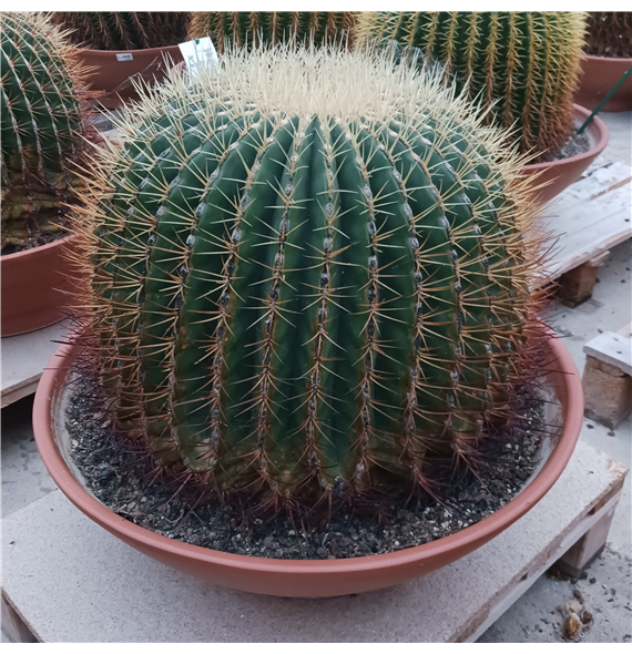 Echinocactus grusonii F00002698