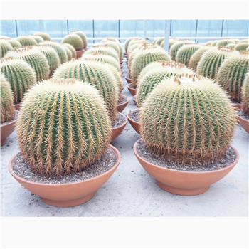 Echinocactus grusonii F00002699