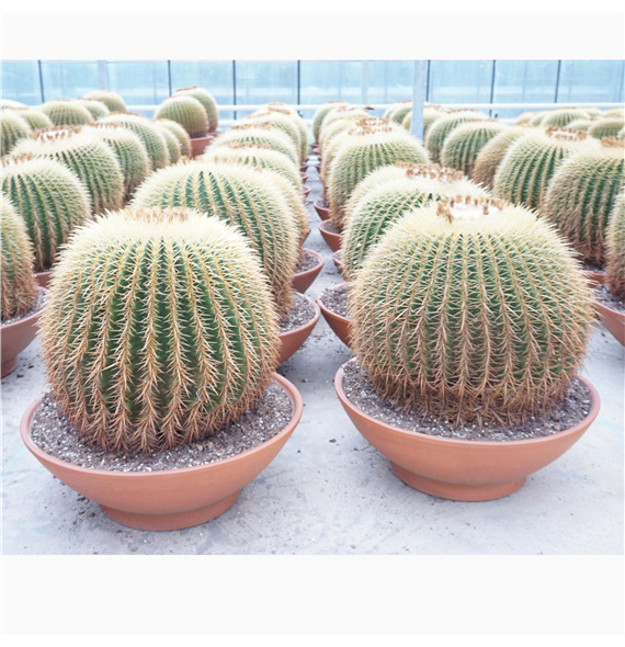 Echinocactus grusonii F00002699