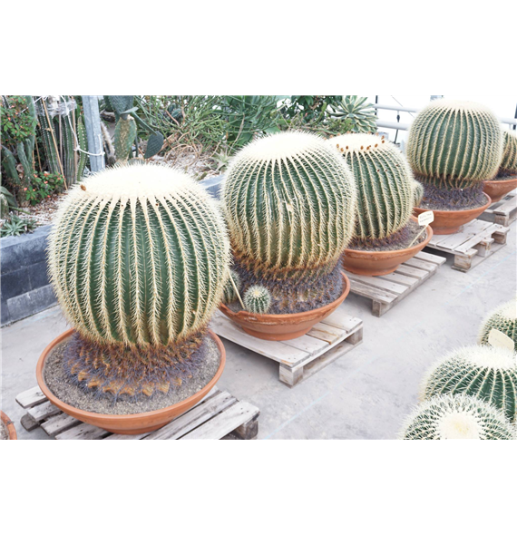 Echinocactus grusonii F00002729