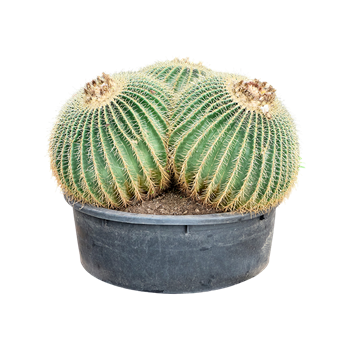 Echinocactus grusonii 4ECGRKK87