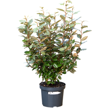 Elaeagnus ebbingei 'Compacta' 5ELEBBU25