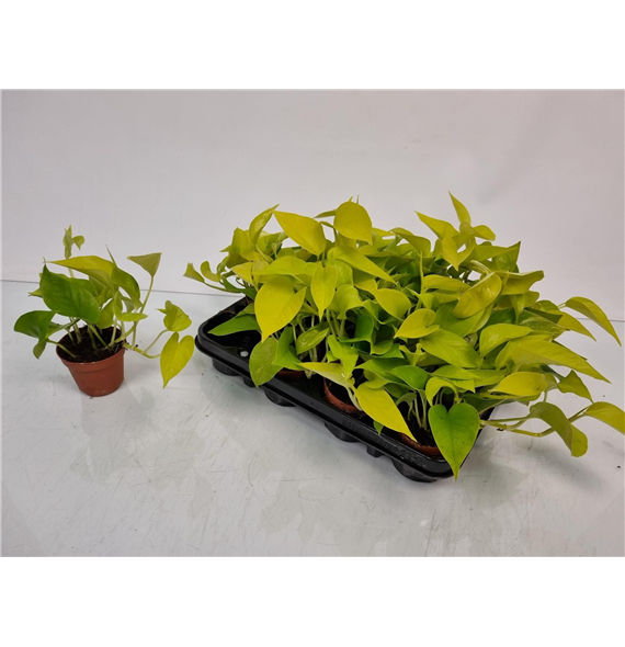 Epipremnum pinnatum 'Golden Pothos' F00005144