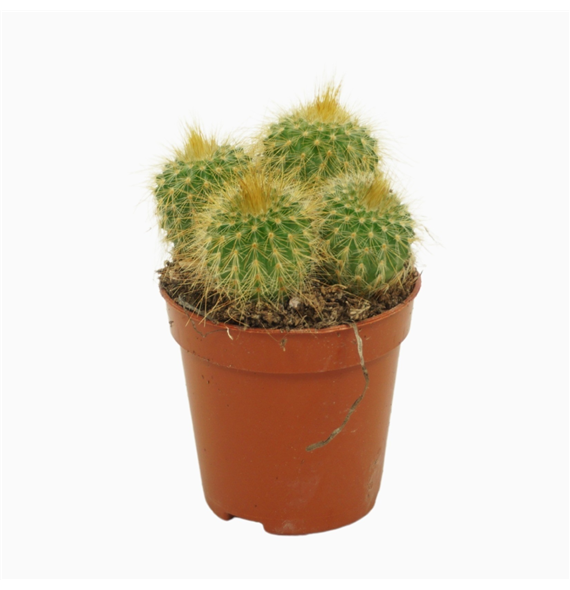 Eriocactus leninghausii F00001447