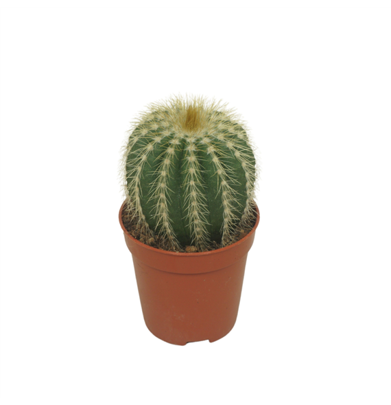 Eriocactus warasii F00004586
