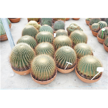 Ferocactus F00002696