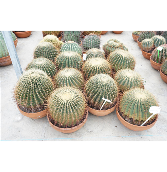 Ferocactus F00002696