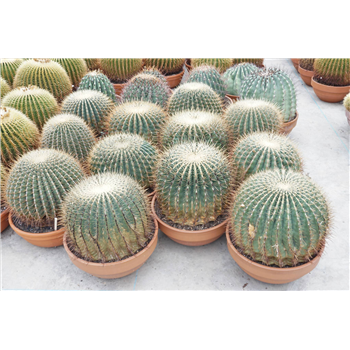 Ferocactus F00002697