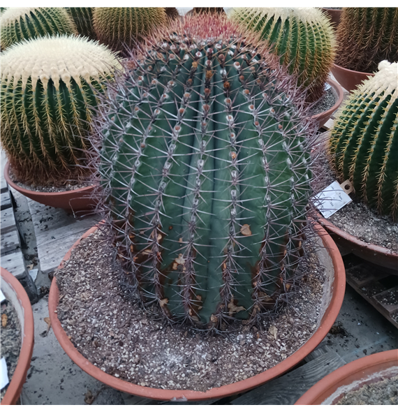 Ferocactus F00002700