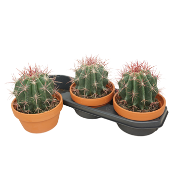 Ferocactus pilosus F00001663