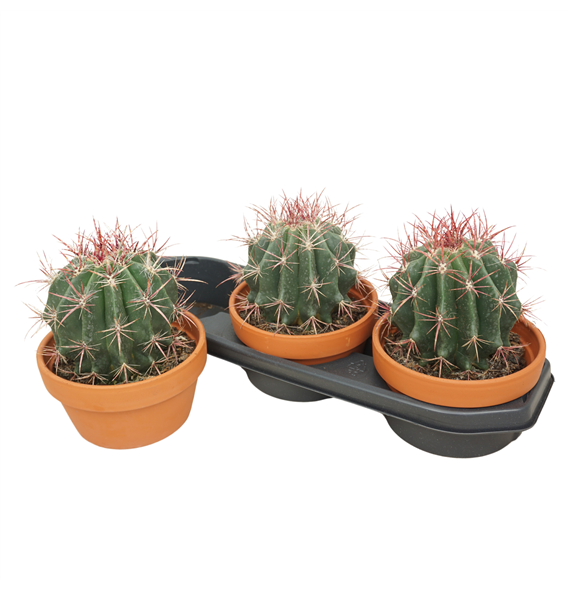 Ferocactus pilosus F00001663