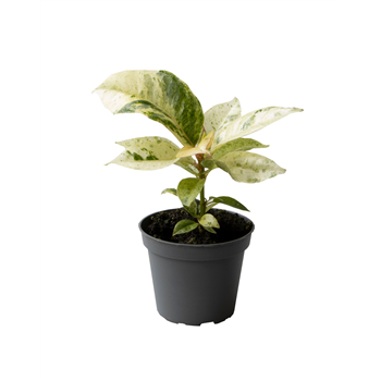 Fikus Elastica Schrijveriana F00001282