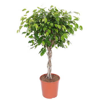 Fikus Exotica F00001198