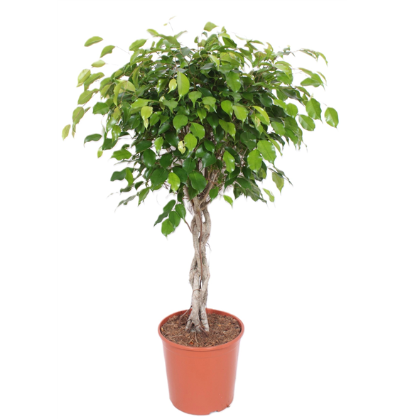 Fikus Exotica F00001198