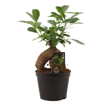 Fikus Ginseng Retusa F00000658