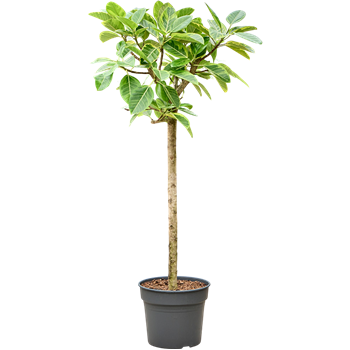 Fikus altissima 'Variagata' 4FIALRS91