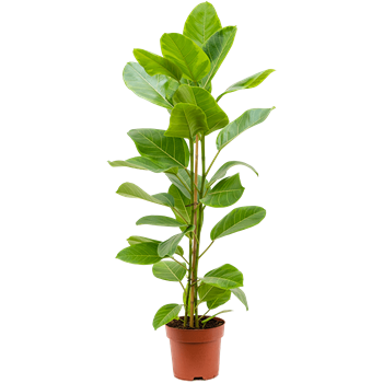 Fikus altissima 'Yellow Gem' 4FIAL1T25
