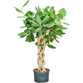 Fikus benghalensis 'Audrey' 1FIAUSS28