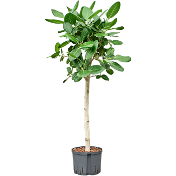 Fikus benghalensis 'Audrey' 1FIAURS24