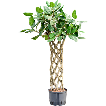 Fikus benghalensis 'Audrey' 1FIAUSS25
