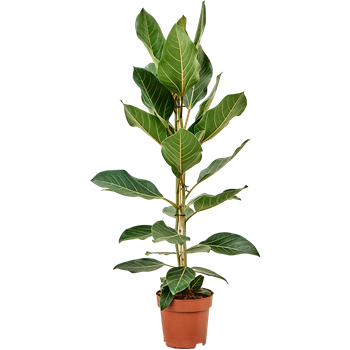 Fikus benghalensis 'Joy' 4FIBJTU21